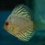 freshwater fish - symphysodon spp. - snakeskin discus stocking in 250 gallons tank - Discus