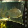 freshwater fish - metynnis argenteus - silver dollar stocking in 66 gallons tank - my red hook metynnis