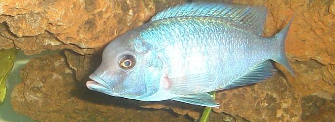 freshwater fish - cyrtocara moorii - moorei cichlid stocking in 45 gallons tank - I don't know the name of this fish. All i know is that it's from africa.