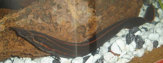 freshwater fish - mastacembelus erythrotaenia - fire eel stocking in 45 gallons tank - One of my 2 Fire eels.