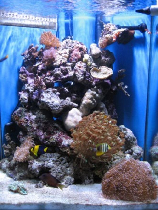 60 gallons reef tank (mostly live coral and fish) - My very first Salt water Reef tank. about 4 months old now 15/08/06
