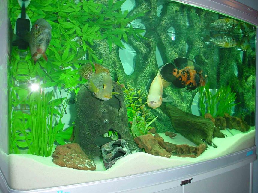 Rated #94: 50 Gallons Freshwater Fish Tank - Jebo R390 bow front and cabinet, trickle filtration and Fluval 303 canister. Red rock and driftwood, custom rock/plant background, white sand, etc