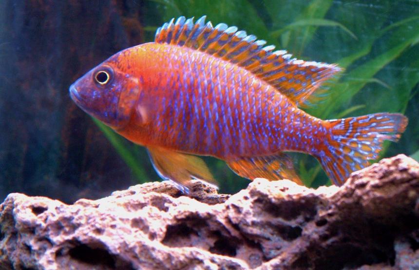 Rated #4: Freshwater Fish - Aulonocara Rubescens - Ruby Red Peacock Stocking In 55 Gallons Tank - My young Red Peacock.