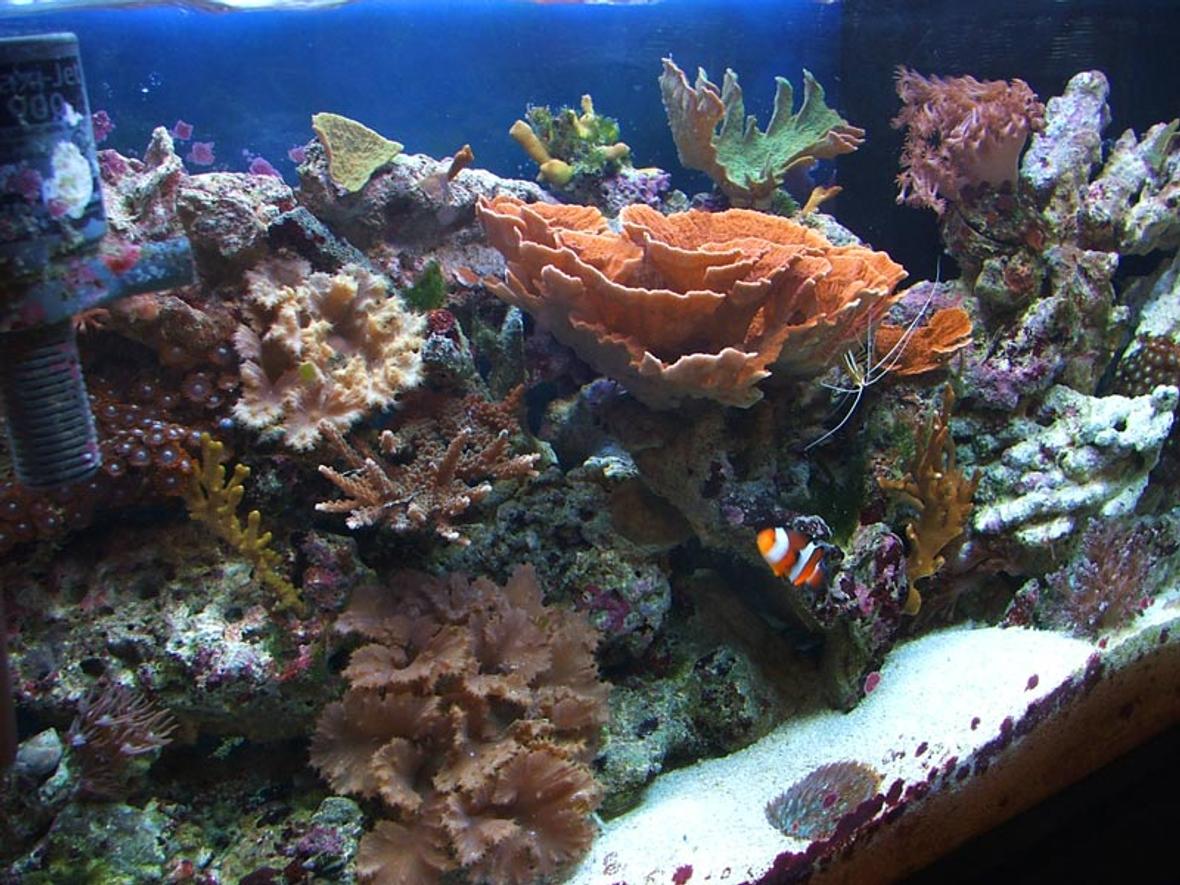 29 gallons reef tank (mostly live coral and fish) - 29 Gallon Tall mixed reef