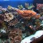 29 gallons reef tank (mostly live coral and fish) - 29 Gallon Tall mixed reef