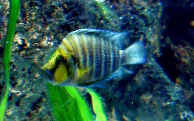 freshwater fish - altolamprologus compressicep - gold head compressicep cichlid stocking in 125 gallons tank - Going for Gold, my gold head comp poses like the diva he is.