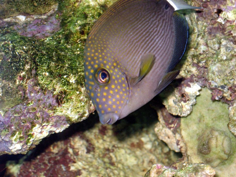 saltwater fish - acanthurus nigrofuscus - lavender tang stocking in 100 gallons tank - Spot Face Tang