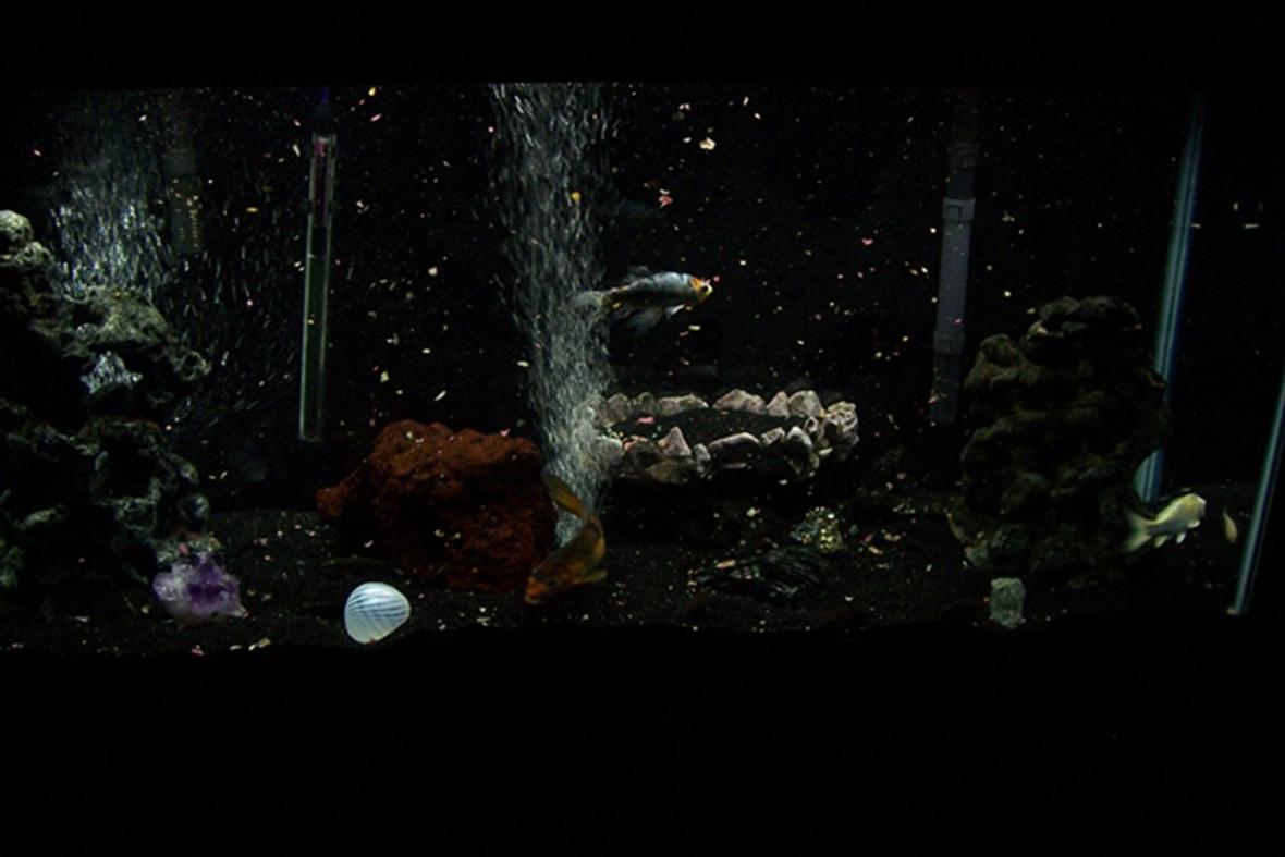 55 gallons freshwater fish tank (mostly fish and non-living decorations) - 55 gallon freshwater. It's been up and running for a little over 3 years. I'm in the process of growing new plants.