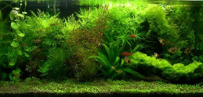 40 gallons planted tank (mostly live plants and fish) - aquabase substrate top up with fine black river stone. 
2 x 30W + 2 x 35w floresent arcadia tubes 
900/ltr canister filter x 1, Eheim 2213 x 1 
2 x Hagen c02 diffuser (with DIY yeast mix) 

plant: water wisteria, Stargrass, pennywoth, Indian fern, Riccia on driftwood, amazon sword and Rotala. Glosso 

fish stock: 6 tiger barb, 5 Harequin, 5 Lemon Tetra, 2 flying fox, 5 Odessa Barb