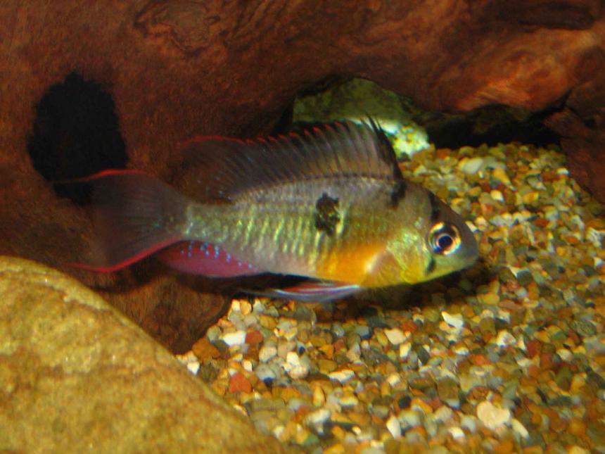 Rated #95: Freshwater Fish - Microgeophagus Altispinosa - Bolivian Ram Stocking In 30 Gallons Tank - Bolivian Ram / Flag Fish / Mikrogeophagus altispinosus