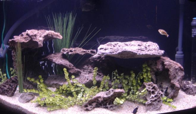 50 gallons freshwater fish tank (mostly fish and non-living decorations) - 50G