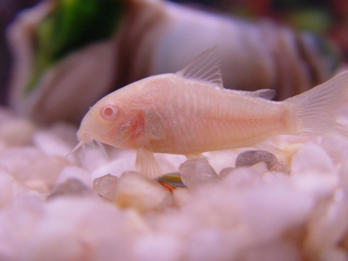 freshwater fish - corydoras aeneus - albino aeneus cory cat stocking in 20 gallons tank - Albino Corydora
