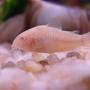freshwater fish - corydoras aeneus - albino aeneus cory cat stocking in 20 gallons tank - Albino Corydora