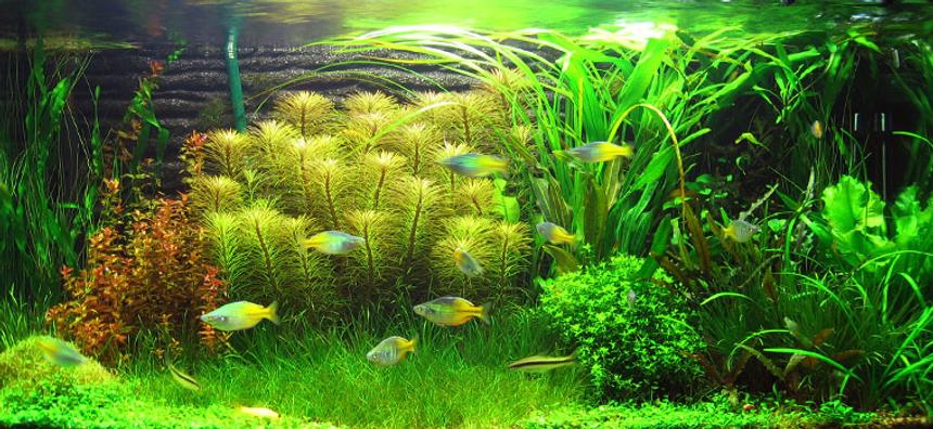Rated #87: 50 Gallons Planted Tank - Vals, Jungle (Vallisneria gigantea)
Green Temple Narrow (Hygro corombosa)
Eusteralis (Eusteralis stellata)
Anubias barteri var. nana 
Spatterdock (Nuphar Japonica)
Sag, Dwarf Subulata (Sagittaria subulata)
Bolbitis heudelotii
Cyperus helferi (Cyperus helferi)
Cryptocoryne wendtii ''brown''
Giant Red Rotala (Rotala macrandra)
Echinodorus 'Rubin'
Echinodorus uruguayensis
Pearl Grass (Hemianthus micranthemoides)
Aponogeton ulvaceus
Blyxa japonica
Dwarf Hairgrass (Eleocharis parvula) 
Vallisneria americana 'Mini twister'
Glossostigma elatinoides 
Crystalwort (Riccia fluitans) 
Eleocharis vivipara 
Cryptocoryne walkeri (lutea) 
Cryptocoryne wendtii ''green''