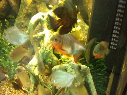 freshwater fish - metynnis argenteus - silver dollar stocking in 66 gallons tank - My fish ready for their picture taking.