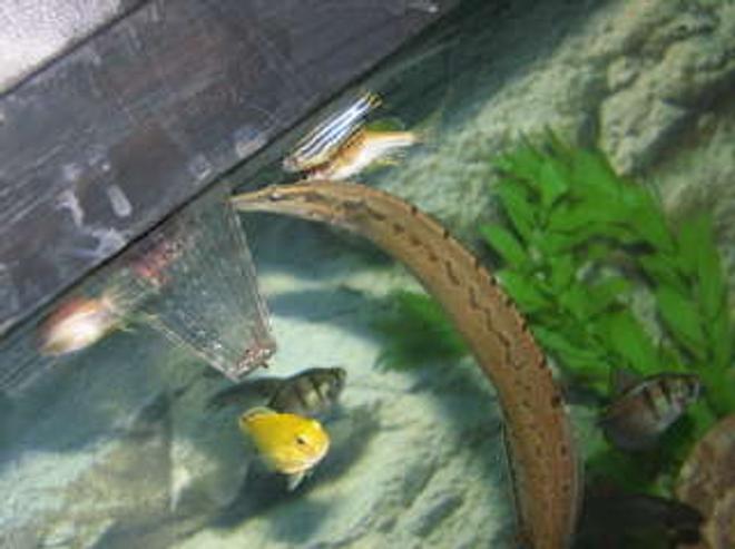 freshwater fish - mastacembelus armatus - tire track eel stocking in 55 gallons tank - feeding time 2