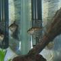 freshwater fish - nematobrycon palmeri - royal black emperor tetra stocking in 55 gallons tank - black tetras