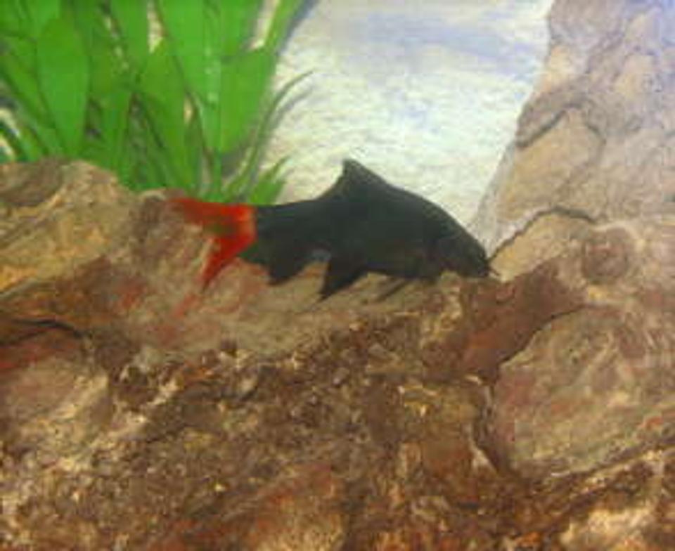freshwater fish - epalzeorhynchos bicolor - redtail shark stocking in 55 gallons tank - red tail