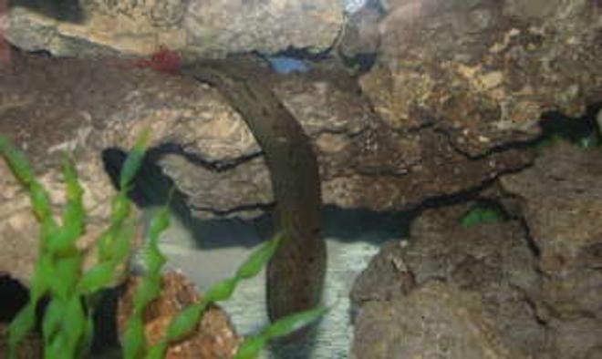 freshwater fish - mastacembelus armatus - tire track eel stocking in 55 gallons tank - eel eating