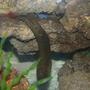 freshwater fish - mastacembelus armatus - tire track eel stocking in 55 gallons tank - eel eating
