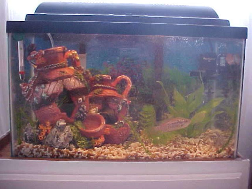 Rated #416: 10 Gallons Freshwater Fish Tank - This is my 10 gallon fresh water hopeing to get a 135 gallon here shortly