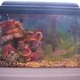 10 gallons freshwater fish tank (mostly fish and non-living decorations) - This is my 10 gallon fresh water hopeing to get a 135 gallon here shortly