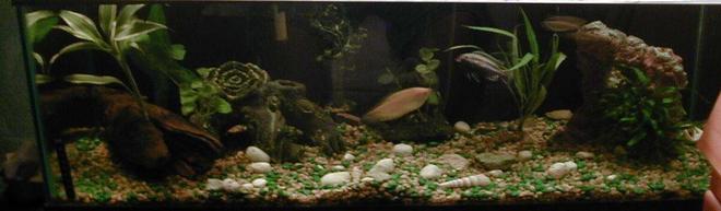 freshwater fish tank (mostly fish and non-living decorations) - My 30 Gallon long