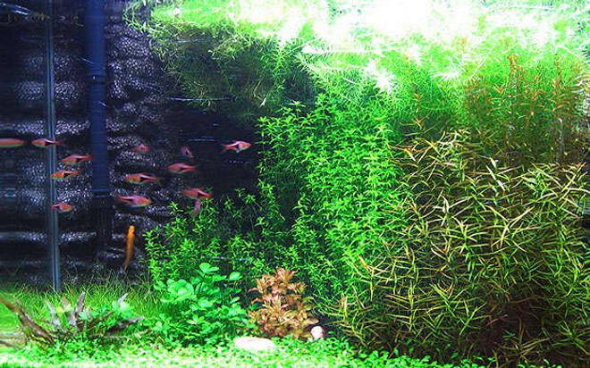 50 gallons planted tank (mostly live plants and fish) - Pearl Grass (Hemianthus micranthemoides) 
Needle Leaf Ludwigia (Ludwigia arcuata)

Rotala rotundifolia

Mayaca sellowiana 

Vesicularia sp. ''Christmas''

Glossostigma elatinoides

Marsilea hirsuta

Dwarf Hairgrass (Eleocharis parvula) 

Cryptocoryne sp. (unsure)

Giant Red Rotala (Rotala macrandra)