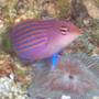 saltwater fish - pseudocheilinus hexataenia - six line wrasse stocking in 40 gallons tank - Sixline Wrasse