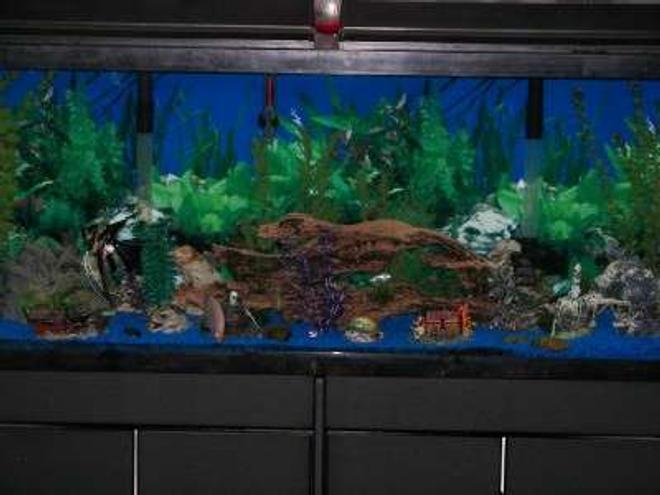55 gallons freshwater fish tank (mostly fish and non-living decorations) - I run two Regent double filtration systems which filters the tank approximately 7 times a day. I use two kitchen/bath flouresent lights instead of aquarium lights to give the tank a more natural sun lit look. There are four air aquatic orniments to provide the tank with extra air.
