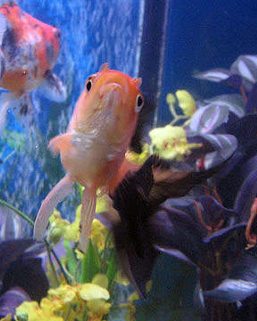 Rated #141: Freshwater Fish - Carassius Auratus - Fantail Goldfish Stocking In 55 Gallons Tank - Velvet, a 4 inch orange and black fantail.