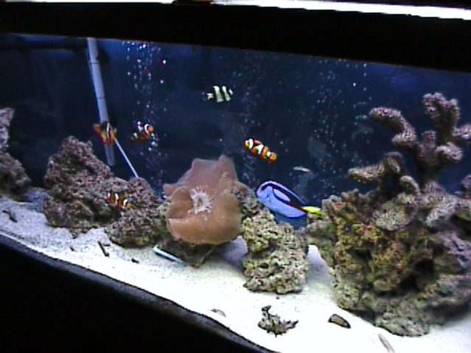 125 gallons saltwater fish tank (mostly fish, little/no live coral) - 125 gallon..  still   growing..  GIVE LOVE TO THE BIG TANKS WHEN YOU RATE THEM. COST ALOT MORE TO MAKE THEM LOOK GOOD.