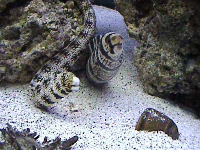 saltwater fish - echidna nebulosa - snowflake eel stocking in 125 gallons tank - there buddies.  always chillin together..