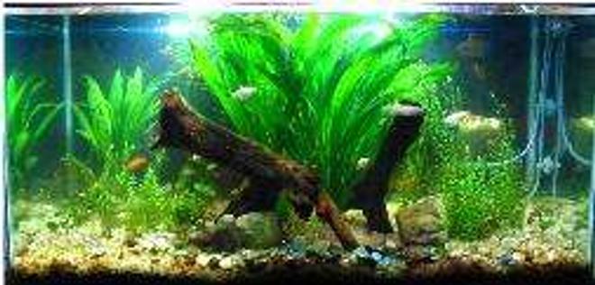 40 gallons planted tank (mostly live plants and fish) - low tech tank