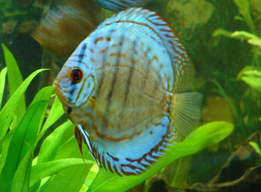 Rated #6: Freshwater Fish - Symphysodon Aequifasciata - Royal Blue Discus Stocking In 90 Gallons Tank - Brilliant Blue Discus
Symphysodon aequifasciatus

This photo is not enhanced.