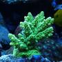 corals inverts - acropora humilis - vivid evergreen acropora coral stocking in 75 gallons tank - got it few month ago