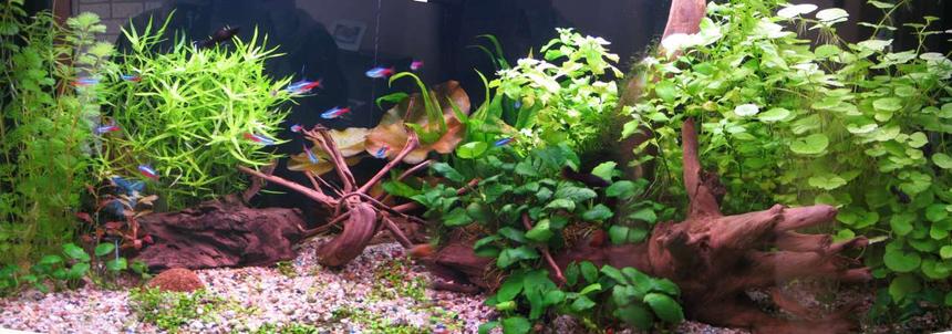 Rated #37: 63 Gallons Planted Tank - 240L, 
Philips Aquarelle 30W
Leuci Nature 30W & 15W
Sylvania Gro-Lux 15W
CO2
PMDD