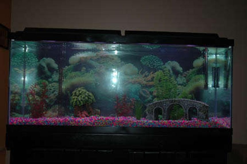 Rated #374: 55 Gallons Freshwater Fish Tank - My first 55-gallon freshwater tank