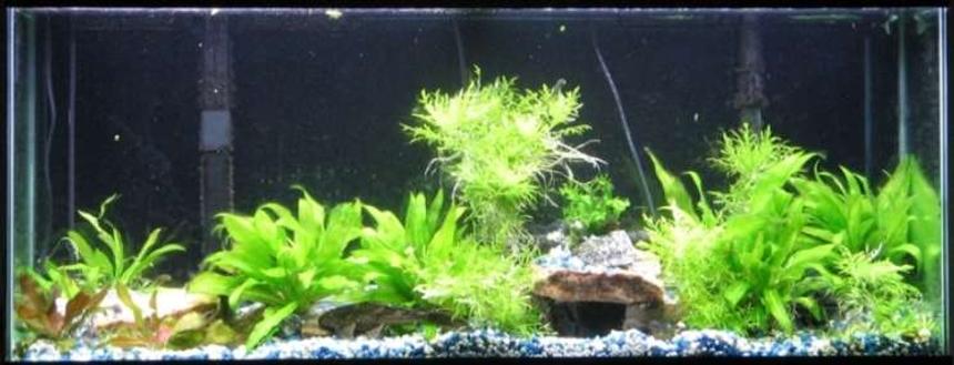 Rated #140: 55 Gallons Planted Tank - my tank - before switch over to eco complete