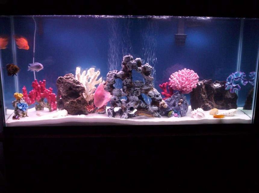 Rated #183: 60 Gallons Freshwater Fish Tank - 60 Gallon tank, Bio-wheels 100 and 350, 2 15W power glow lamps, 60lbs of Super Naturals white sand