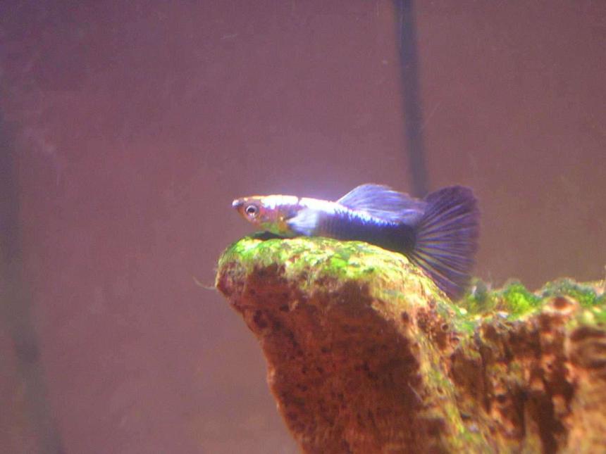 Rated #2042: Freshwater Fish - Poecilia Reticulata - Blue Delta Guppy - This crazy guppy loves to sit on plants and in this case, on a stump.