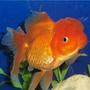 freshwater fish - carassius auratus - red oranda goldfish stocking in 72 gallons tank - Goldfish, Red Oranda