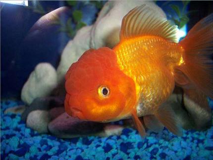 freshwater fish - carassius auratus - red oranda goldfish stocking in 72 gallons tank - Goldfish, Red Oranda