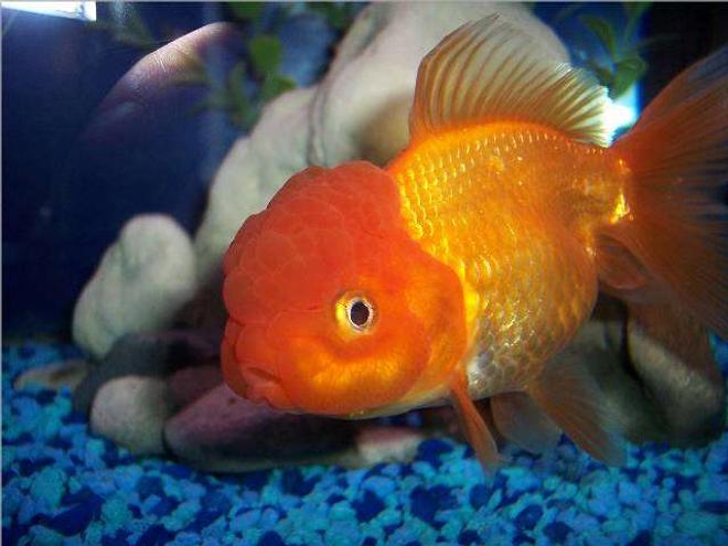 freshwater fish - carassius auratus - red oranda goldfish stocking in 72 gallons tank - Goldfish, Red Oranda