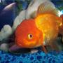 freshwater fish - carassius auratus - red oranda goldfish stocking in 72 gallons tank - Goldfish, Red Oranda
