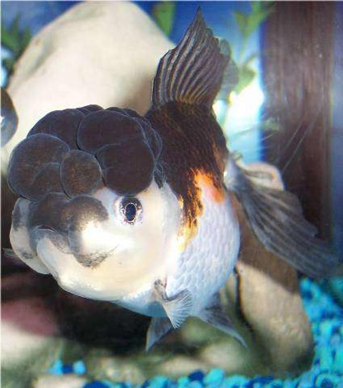 freshwater fish - carassius auratus - panda oranda goldfish stocking in 72 gallons tank - Goldfish, Tri-color Oranda