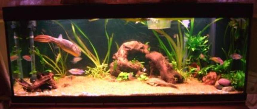 Rated #150: 95 Gallons Freshwater Fish Tank - due to the large fish I am fairly limited in how I can set the decor out in this tank.  The Mbu will get pretty big so will nee plenty of room.  This is why all planting is around the edges leaving plenty of free space.