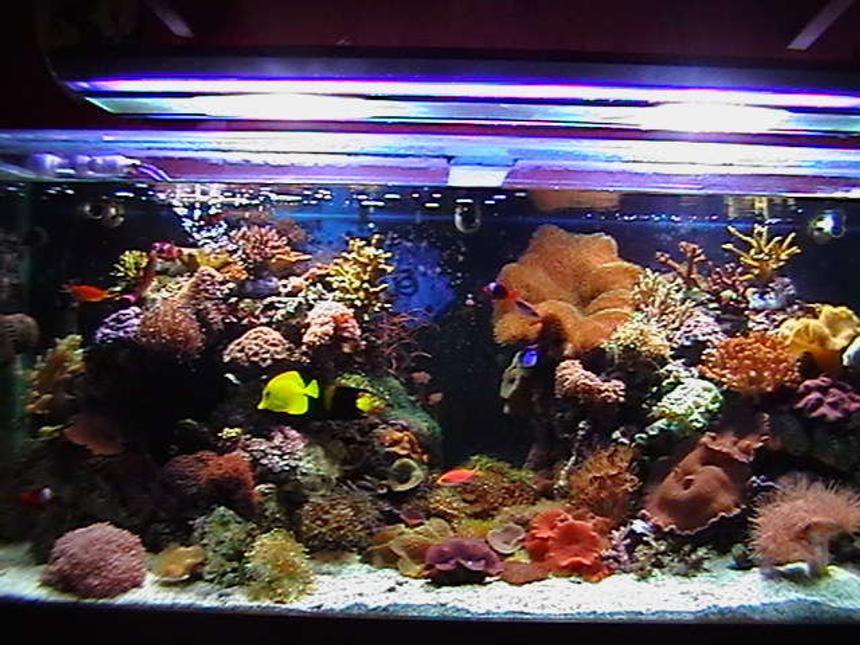 Rated #61: 150 Gallons Reef Tank - 5x2x2. main tank.sump 3x2x1,with mineral mud.lighting2x150watt metal halides2 blue actinics.reef rack.3 power heads in main tank,uvlight.105kg live cured rock