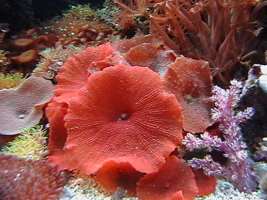 Rated #19: Corals Inverts - Actinodiscus Sp. - Red Mushroom Stocking In 150 Gallons Tank - one of my very red mushrooms