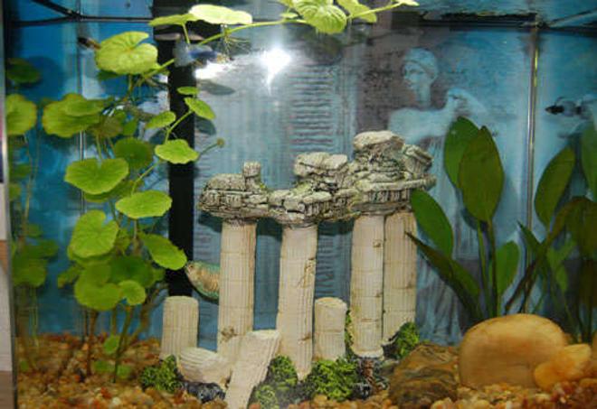 6 gallons freshwater fish tank (mostly fish and non-living decorations) - Welcome to the Parthenon